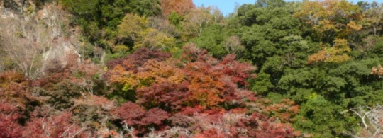 竹田のおたやま公園の紅葉を満喫